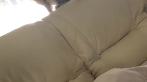 This Is How The Friendship Between A Cat And Cockatoo Looks Like