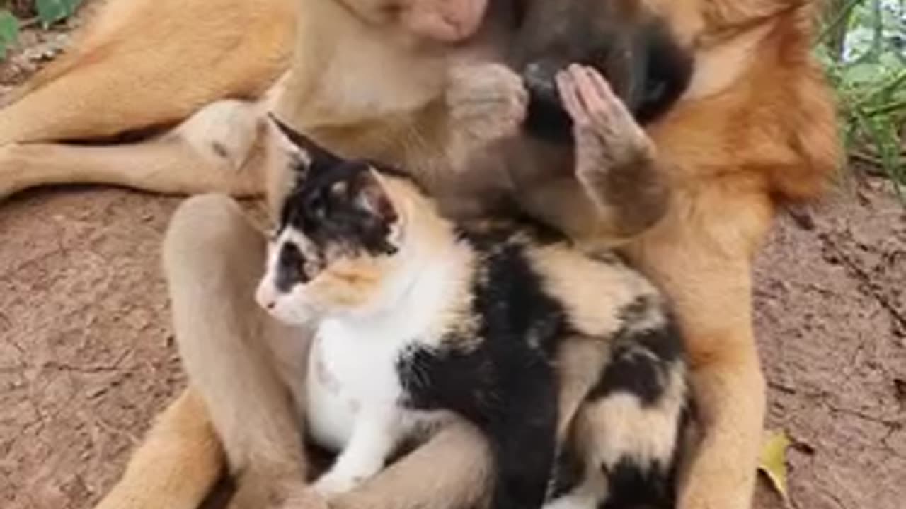 Dog and Monkey friends