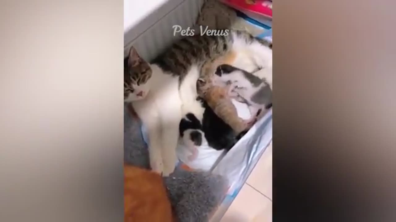 Funny Video cats and Dogs