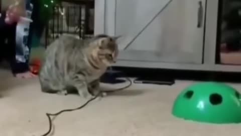 Cat's funny video!