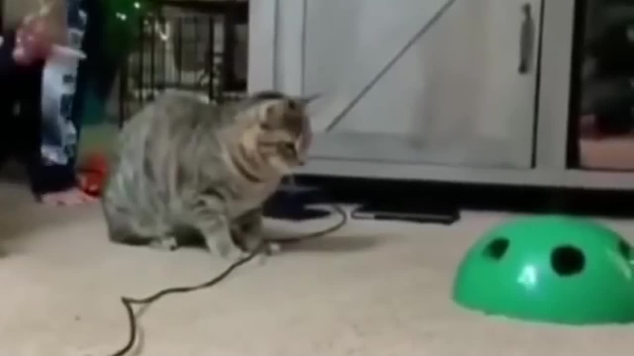 Cat's funny video!