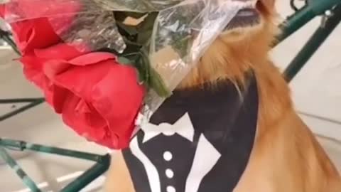 Dog waiting for his date with flower on his mouth.mp4