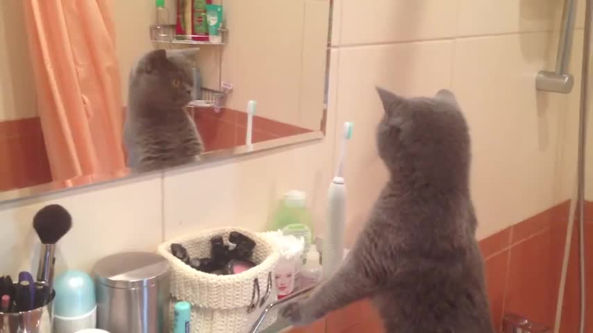 Cat admires himself in the mirror