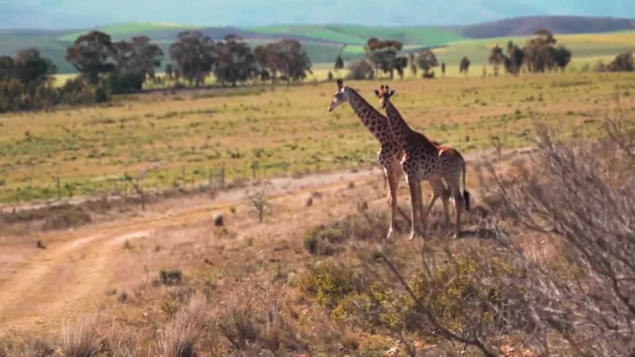 Giraffes on the Wild