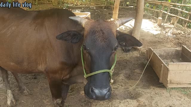 Cows are kept in captivity by the people | daily life vlog