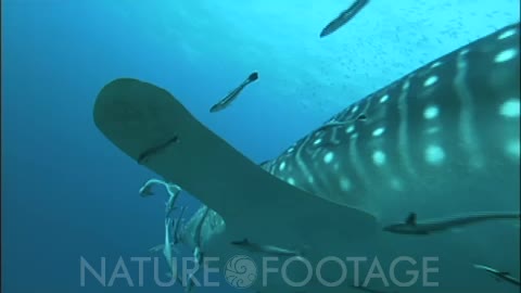 Whale Shark Swims Head On, Passes Closely