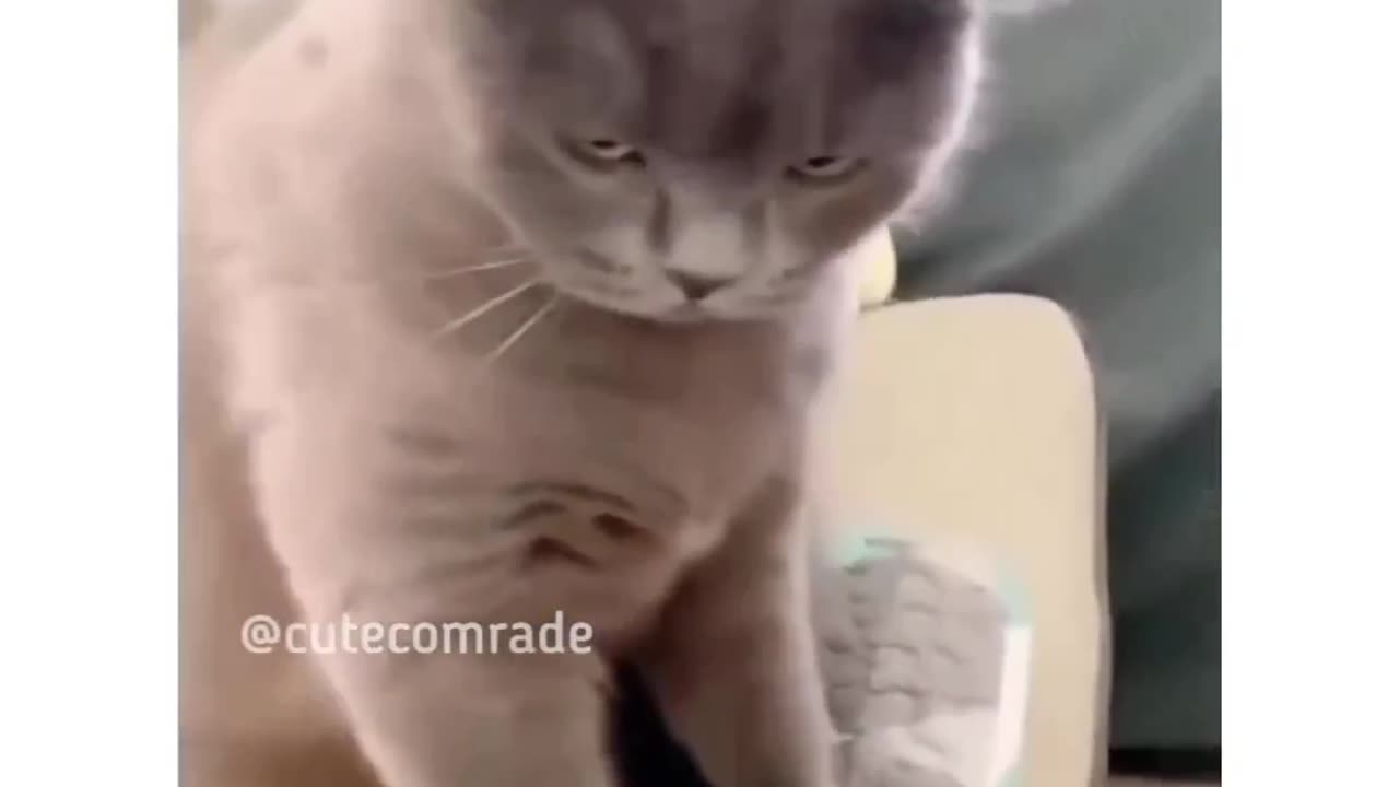 Every Cat lover can relate this video