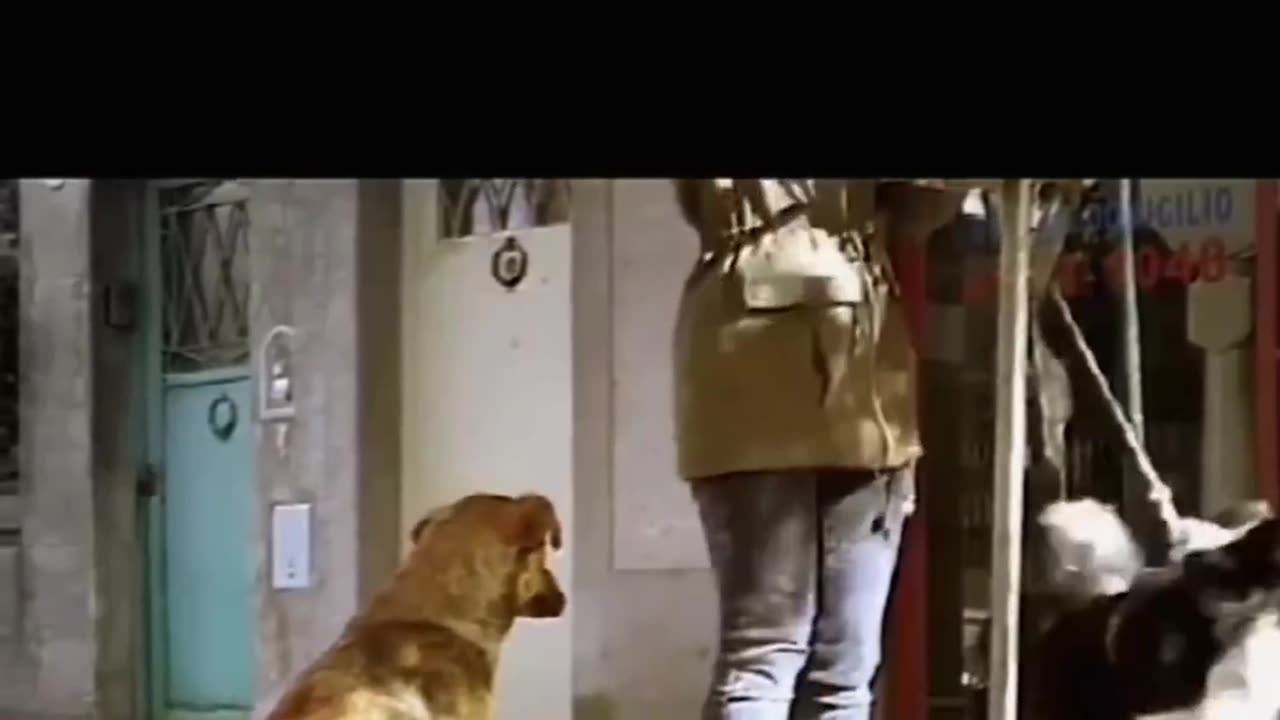 life of poor dogs