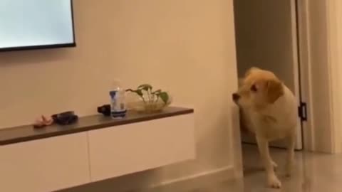 Where did he go ?