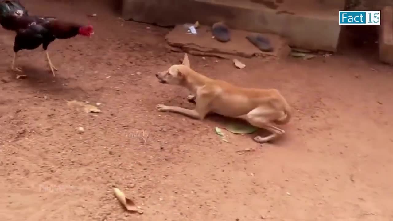 #funnyVideo