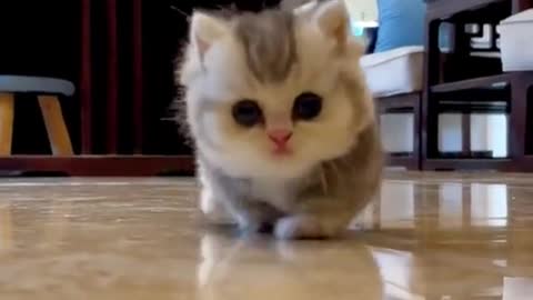 A cute cat