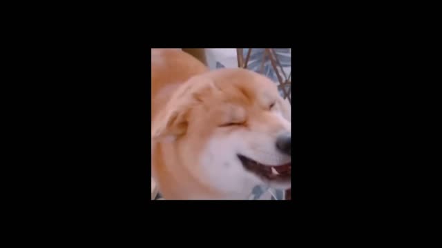 Funny Dog