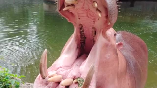 A hippopotamus