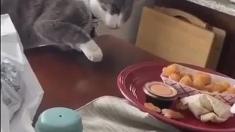 The Cat Wants To Eat But The Owner Won't Allow