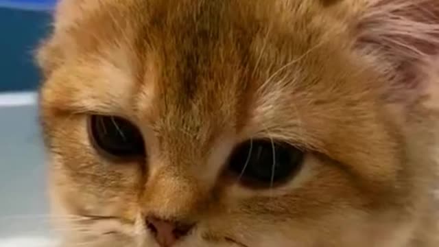 Oh sht # funny # funnyvideos # fy # fyp # fyp # foryou