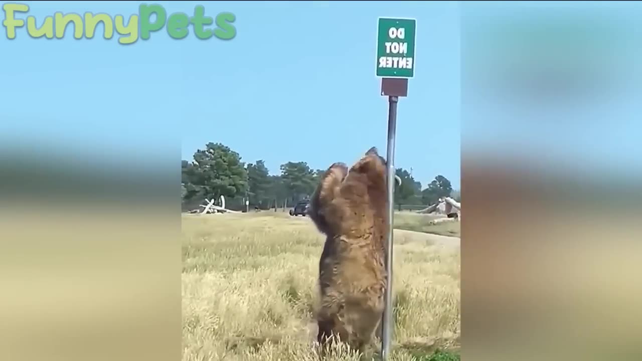 Funny animals video