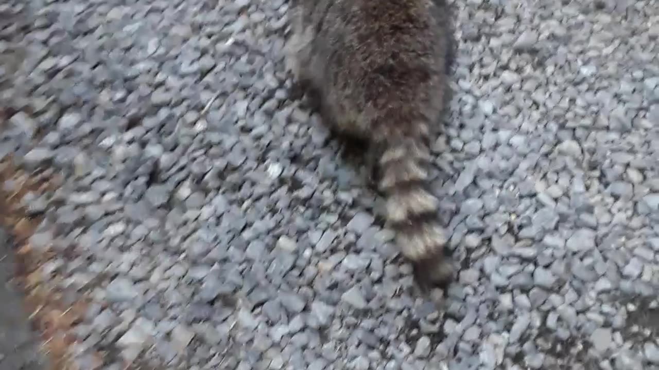 Point Defiance in Tacoma, Washington having fun with a racoon. 6/22/23