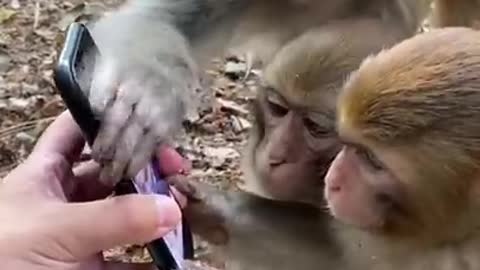 Monkey 🐒 watch lovely video