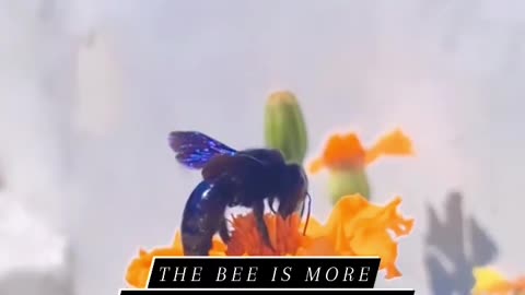 Bees