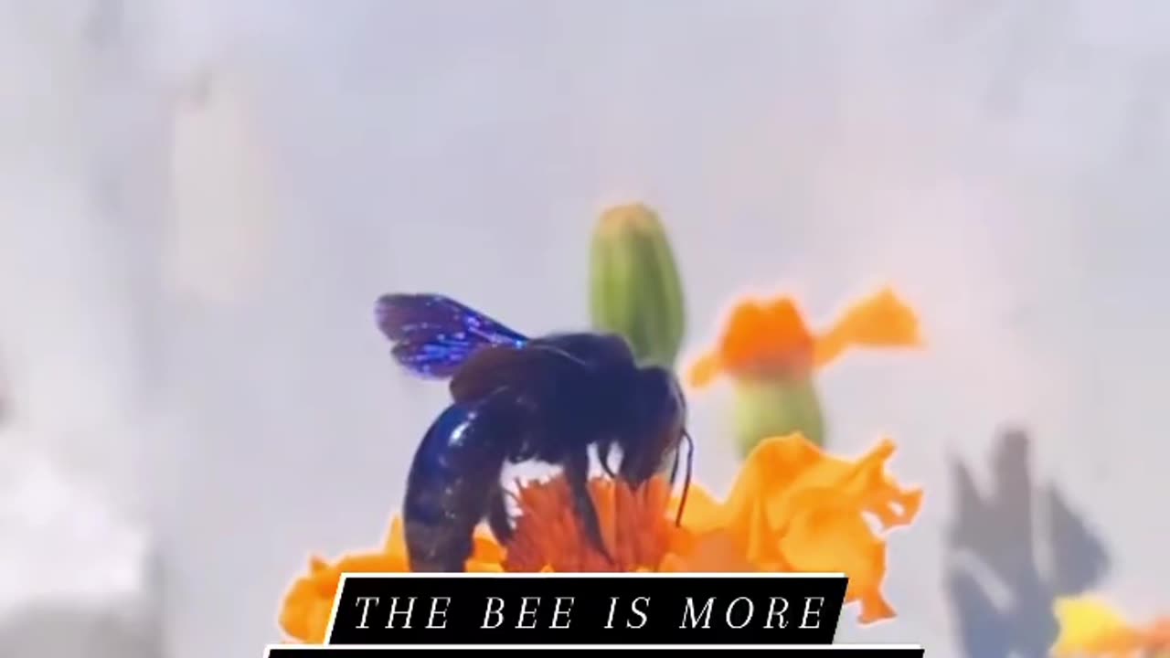Bees