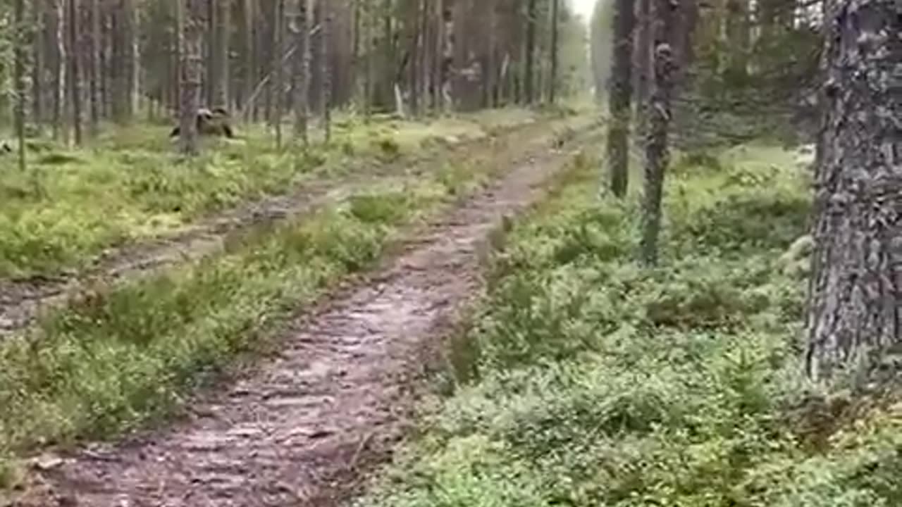 100 IQ Rabbit 🐰
