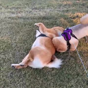 20211117文贵先生GETTR¹：5个月的多多与2岁的笨笨……