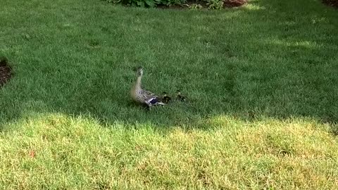 Group Works To Rescue Ducklings From Sewer