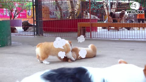 Funny Dogs and Puppies