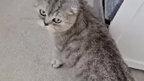 Amazing cat 🐈 trending video