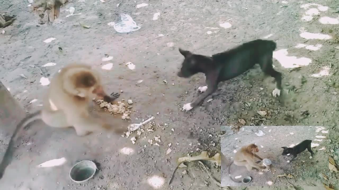 Monkey 🐒 vs Dog 🐕 fight