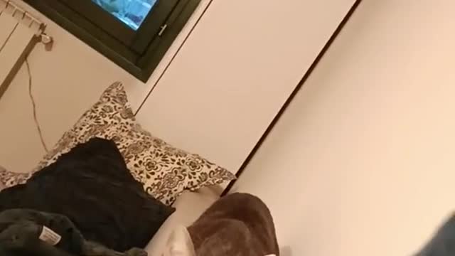 I’ve never been scared of a cat before! Dang!!