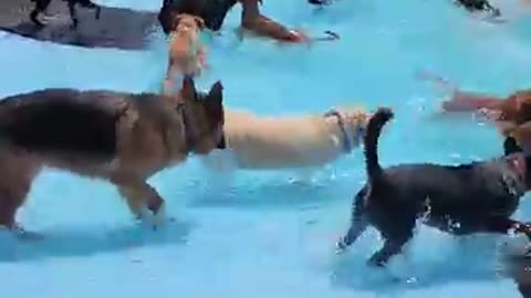 Dog bathing