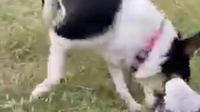 super laugh at the behavior of these dogs and cats