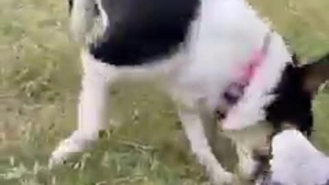 super laugh at the behavior of these dogs and cats