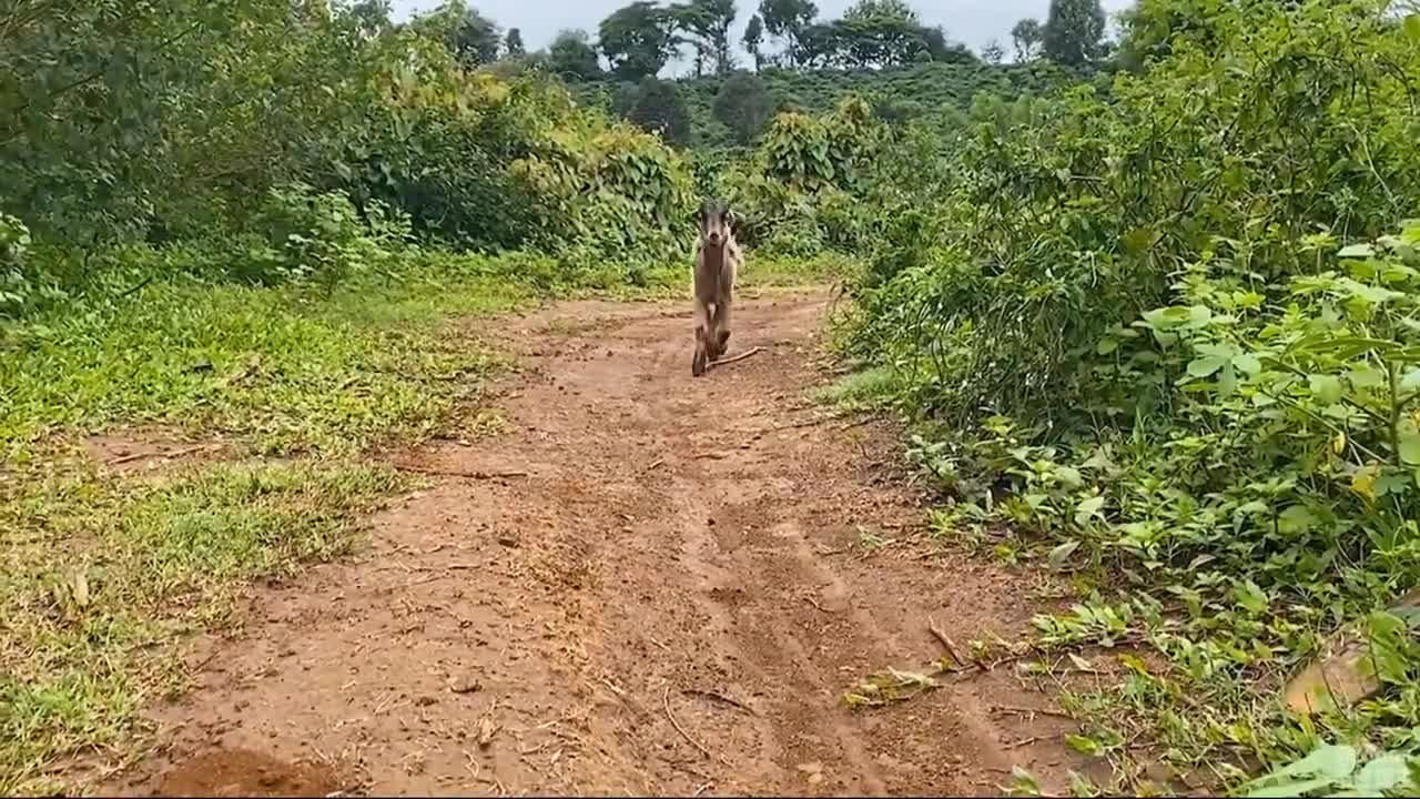 Khỉ con và những người bạn😘🙉🥰