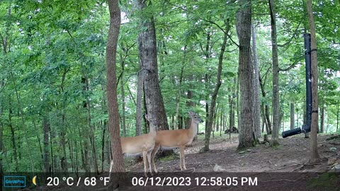 The Woods – 06/13/2023