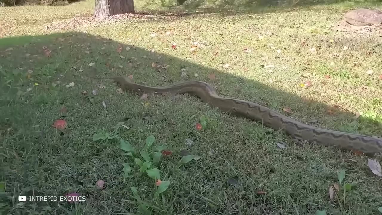 Craziest Animal encounter of all time.