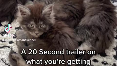 The BDK Maine Coons Trailer