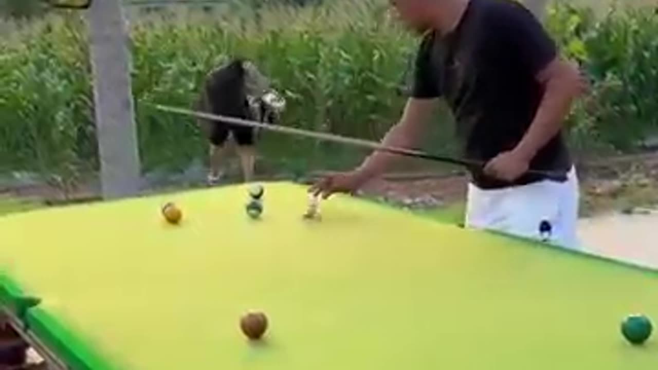 Funny pool#funny