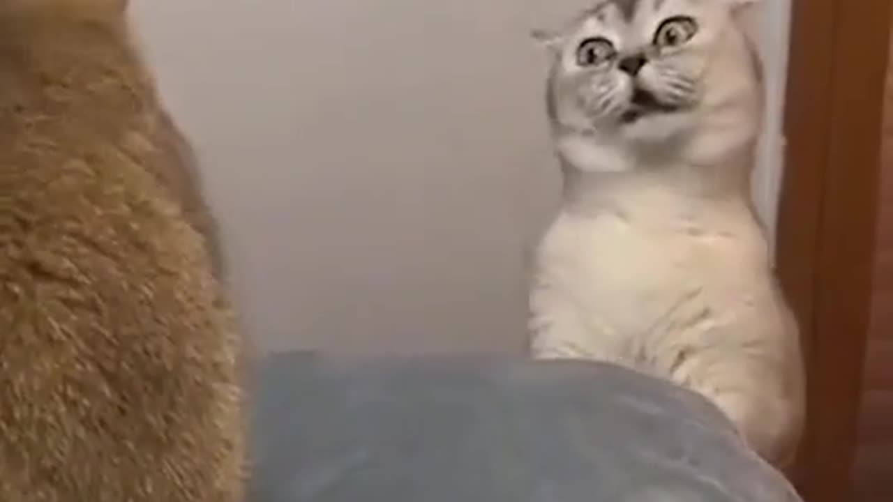 Funny Cat videos