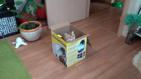 Funny Box