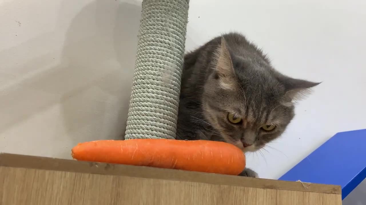 Can Cats Eat Carrots