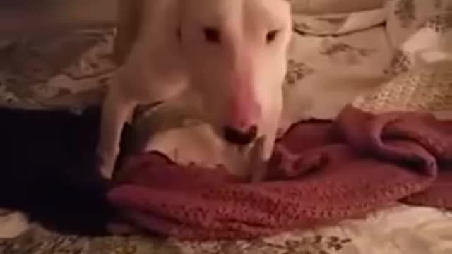 Fist on bed
