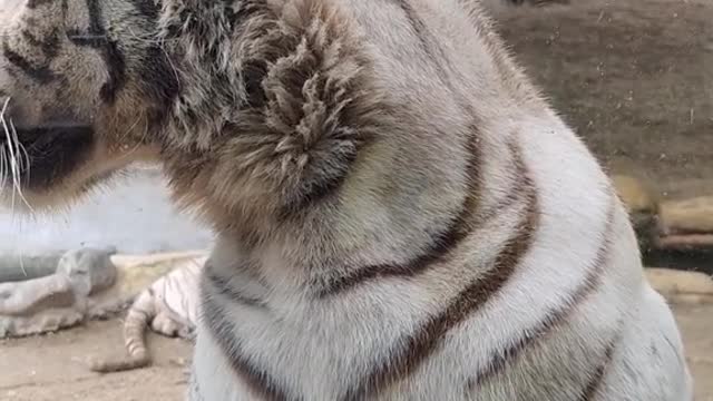 The white tiger cleans the glass