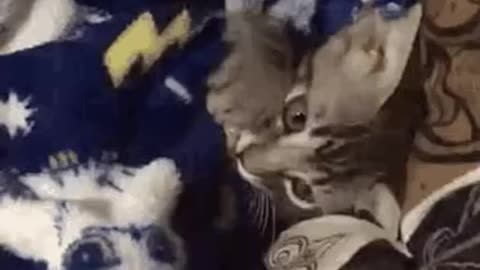 Cute Cat Gif