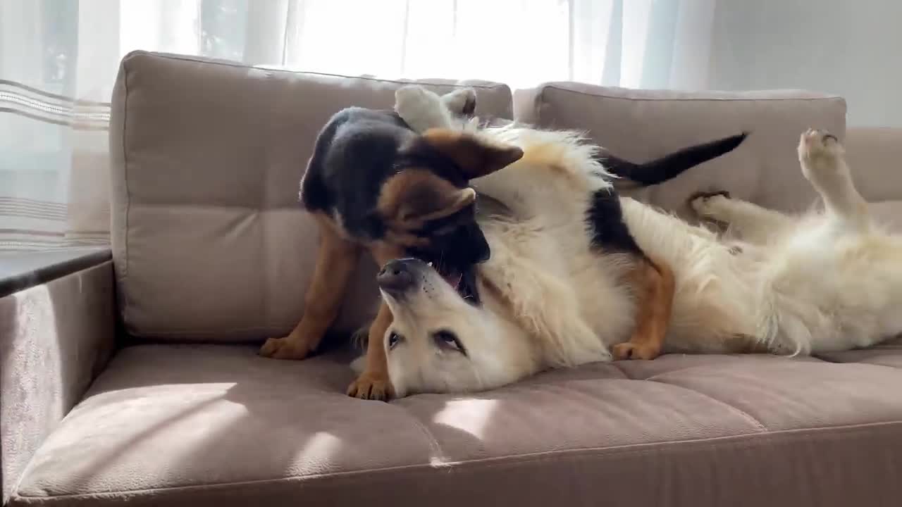 How the Golden Retriever and the German Shepherd Became Best Friends [Compilation]