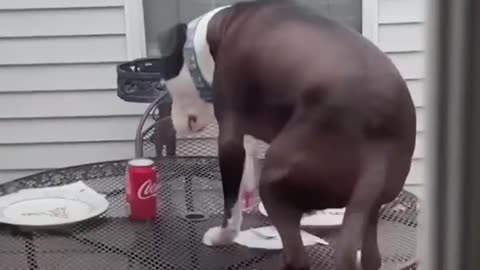 Dog Jumps On Counters Just Like Cat Siblings🤣🙈