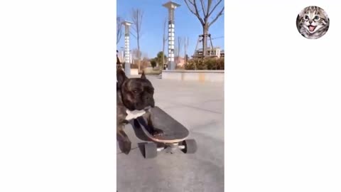 Funny Cats and Dogs 🐱🐶 | Funny Animal Videos 2022