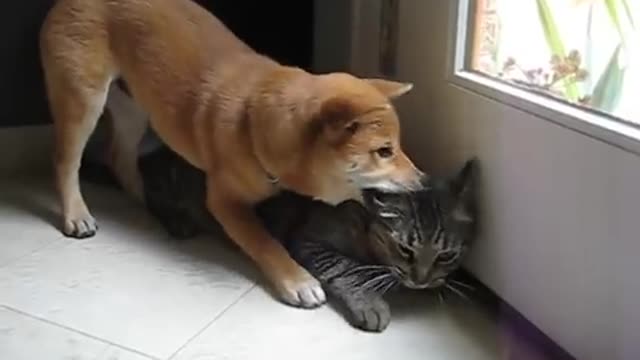 Shiba Inu puppy with the cat