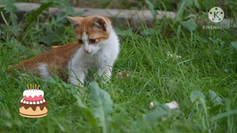 Hungry cat Very funny